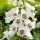  (17/07/2018) Digitalis purpurea 'Dalmatian White' (Dalmatian Series) added by Shoot)