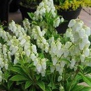 Pieris japonica 'Cupido' (07/06/2012)  added by Shoot)