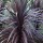 Cordyline australis 'Burgundy Spire' (07/06/2012)  added by Shoot)