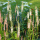 Lysimachia ephemerum (Willow-leaved loosestrife) (16/06/2020) Lysimachia ephemerum added by Shoot)