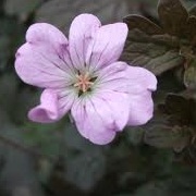 Geranium 'Dusky Rose'