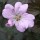 Geranium 'Dusky Rose' (13/06/2012)  added by Shoot)