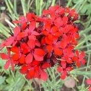Dianthus cruentus (13/06/2012)  added by Shoot)