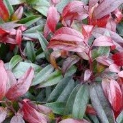 Leucothoe keiskei 'Royal Ruby' (16/06/2012)  added by Shoot)