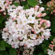  (10/01/2022) Viburnum x burkwoodii 'Anne Russell' added by Shoot)