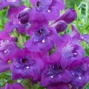 Penstemon 'Ted's Purple' (16/06/2012)  added by Shoot)