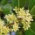 Osmanthus fragrans (16/06/2012)  added by Shoot)