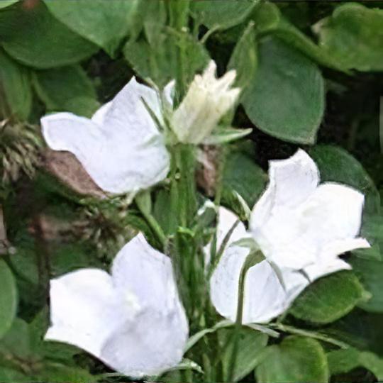 Campanula persicifolia 'Takion White' (Takion Series)