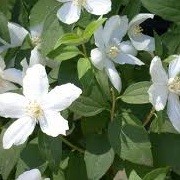 Philadelphus microphyllus (23/06/2012)  added by Shoot)