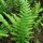 Polypodium scouleri (23/06/2012)  added by Shoot)