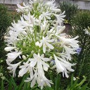 Agapanthus 'Kew White'