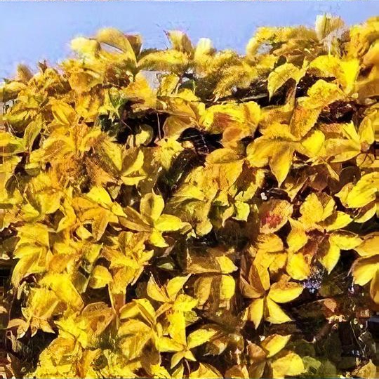 Parthenocissus quinquefolia 'Yellow Wall'