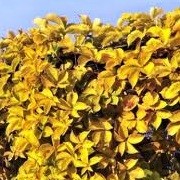 Parthenocissus quinquefolia 'Yellow Wall' (23/06/2012)  added by Shoot)