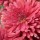 Chrysanthemum 'Duchess of Edinburgh' (29/06/2012)  added by Shoot)