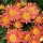 Chrysanthemum 'Cottage Apricot' (29/06/2012)  added by Shoot)
