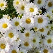 Chrysanthemum 'Wedding Day'