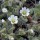 Cerastium alpinum var. lanatum (29/06/2012)  added by Shoot)