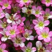 Saxifraga 'Pixie Rose' (29/06/2012)  added by Shoot)