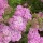 Achillea 'Pink Lady' (04/07/2012)  added by Shoot)