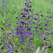 Salvia pratensis (Meadow clary) (14/08/2020) Salvia pratensis added by Shoot)
