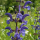 Salvia pratensis (Meadow clary) Added by Nicola