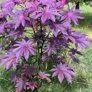 Ricinus communis 'New Zealand Purple'