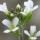 Arabidopsis thaliana (21/07/2012)  added by Shoot)