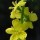 Agrimonia eupatoria (21/07/2012)  added by Shoot)