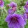 Geranium x magnificum 'Rosemoor' (21/07/2012)  added by Shoot)