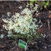 Euphorbia 'Gloria'