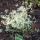 Euphorbia 'Gloria' (21/07/2012)  added by Shoot)