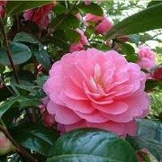 Camellia x williamsii 'Gwavas' (21/07/2012)  added by Shoot)