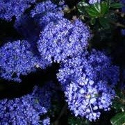 Ceanothus 'Blue Sapphire' (29/07/2012)  added by Shoot)
