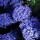 Ceanothus 'Blue Sapphire' (29/07/2012)  added by Shoot)