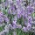 Lavandula angustifolia 'Ellagance Sky' (19/08/2012)  added by Shoot)