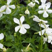 Viola cornuta Alba Group (30/01/2017) Viola cornuta Alba Group added by Shoot)