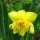 Narcissus 'Golden Ducat' (19/08/2012)  added by Shoot)