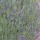 Lavandula angustifolia 'Oxford Gem' (18/08/2012)  added by Shoot)