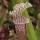 Sarracenia leucophylla (13/08/2012)  added by Shoot)