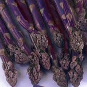 Asparagus officinalis 'Pacific Purple'