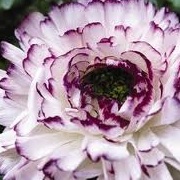 Ranunculus 'Purple Picotee'