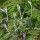 Sorbus x thuringiaca 'Fastigiata' (18/08/2012)  added by Shoot)