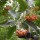 Sorbus x thuringiaca 'Fastigiata' image from Palmstead Added by Lizzy
