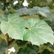 Tilia tomentosa 'Brabant'  (18/08/2012)  added by Shoot)