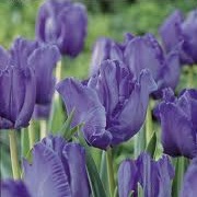 Tulipa 'True Blue'