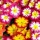 Primula vulgaris Bonneli Series (27/08/2012)  added by Shoot)