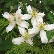 Clematis montana var. wilsonii (27/08/2012)  added by Shoot)