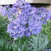 Agapanthus 'Blue Brush' (27/08/2012)  added by Shoot)