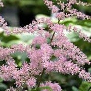 Astilbe 'Flamingo' (x arendsii) (27/08/2012)  added by Shoot)