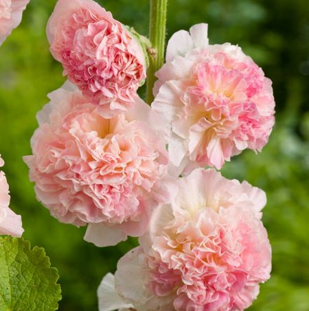 Alcea rosea Chater's Double Group salmon pink-flowered